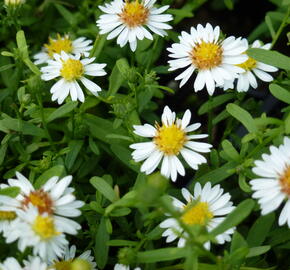 Hvězdnice vřesovcová 'Ulrike' - Aster ericoides 'Ulrike'