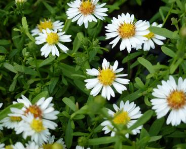 Hvězdnice vřesovcová 'Ulrike'