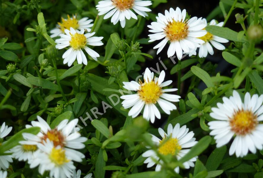 Hvězdnice vřesovcová 'Ulrike' - Aster ericoides 'Ulrike'