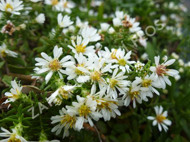 Hvězdnice vřesovcová 'Prostratum' - Aster ericoides 'Prostratum'