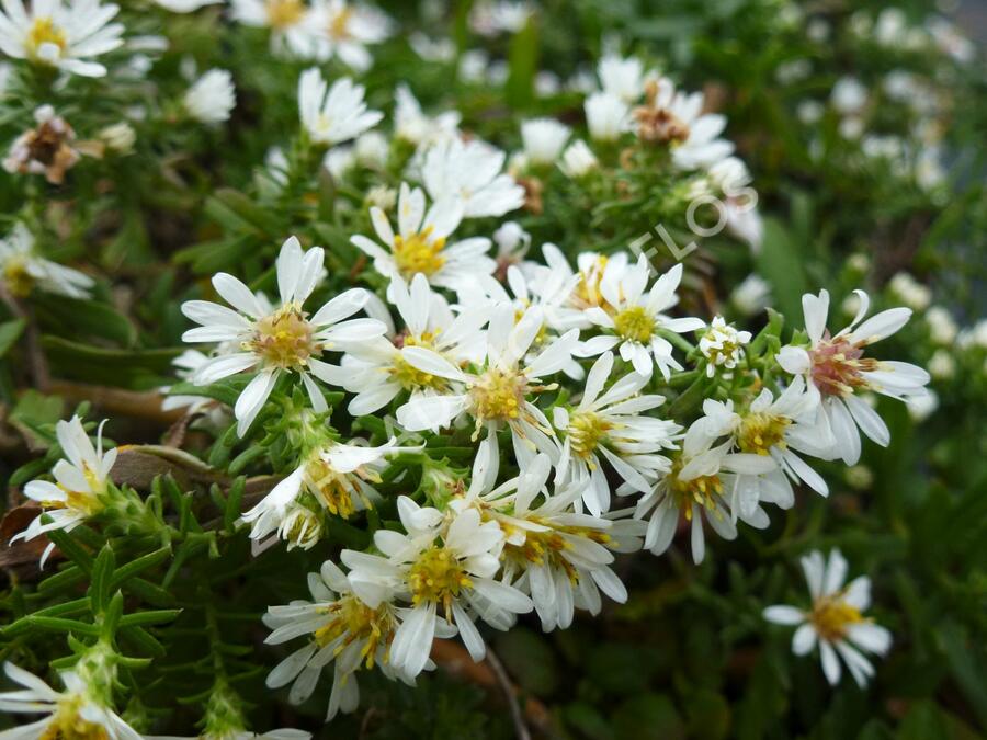 Hvězdnice vřesovcová 'Prostratum' - Aster ericoides 'Prostratum'