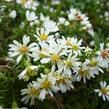 Hvězdnice vřesovcová 'Prostratum' - Aster ericoides 'Prostratum'