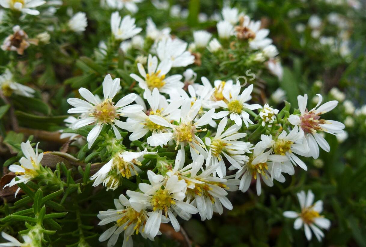 Hvězdnice vřesovcová 'Prostratum' - Aster ericoides 'Prostratum'