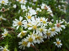 Hvězdnice vřesovcová 'Prostratum' - Aster ericoides 'Prostratum'