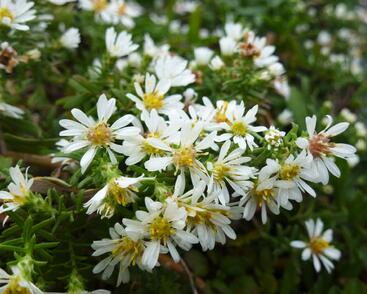 Hvězdnice vřesovcová 'Prostratum'