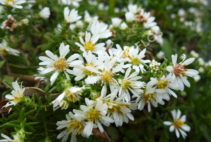 Hvězdnice vřesovcová 'Prostratum' - Aster ericoides 'Prostratum'