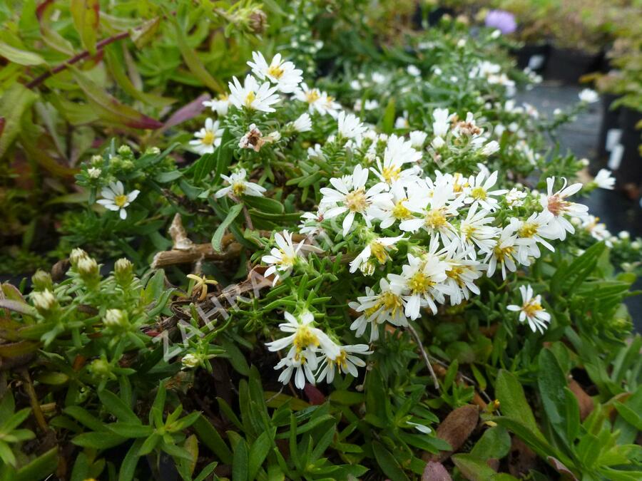 Hvězdnice vřesovcová 'Prostratum' - Aster ericoides 'Prostratum'