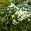 Hvězdnice vřesovcová 'Prostratum' - Aster ericoides 'Prostratum'