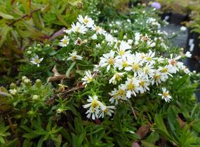 Hvězdnice vřesovcová 'Prostratum' - Aster ericoides 'Prostratum'
