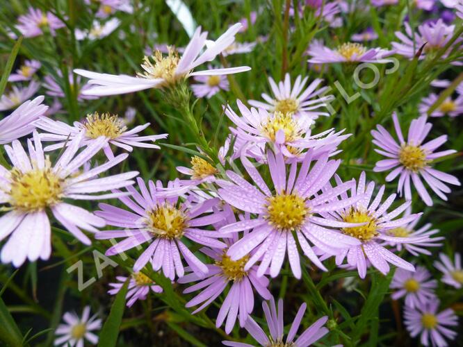 Hvězdnice vřesovcová 'Pink Star' - Aster ericoides 'Pink Star'