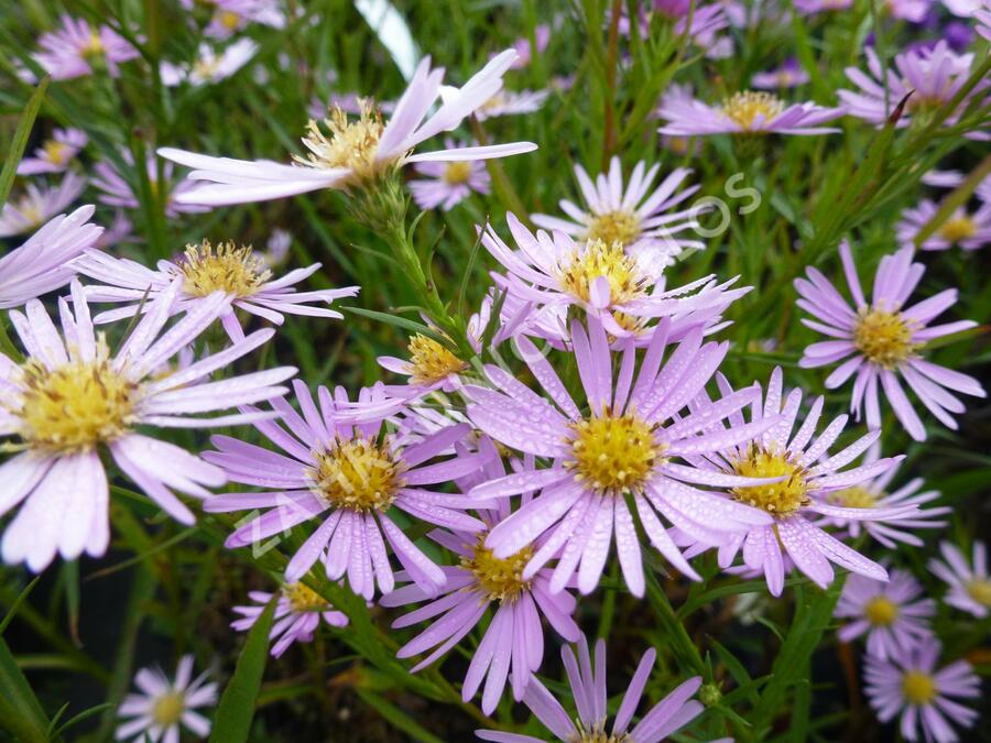 Hvězdnice vřesovcová 'Pink Star' - Aster ericoides 'Pink Star'