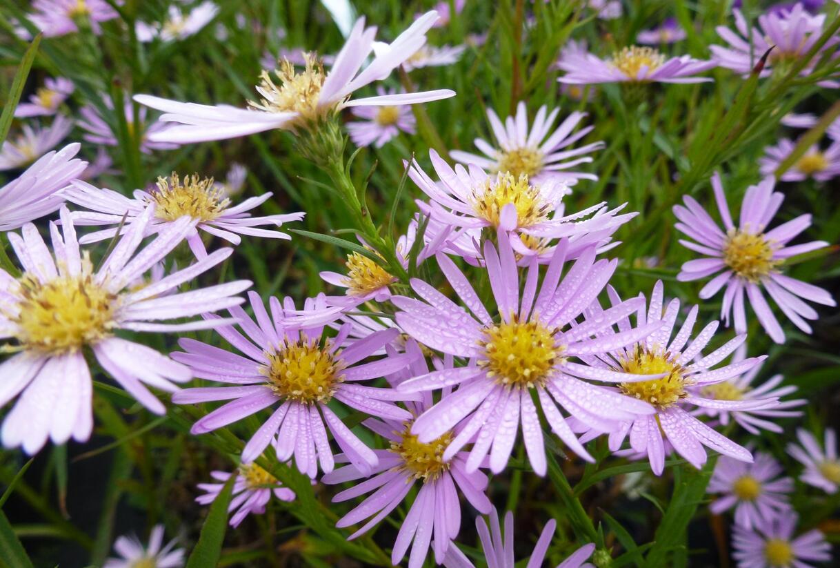 Hvězdnice vřesovcová 'Pink Star' - Aster ericoides 'Pink Star'