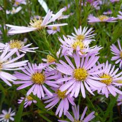 Hvězdnice vřesovcová 'Pink Star' - Aster ericoides 'Pink Star'