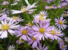 Hvězdnice vřesovcová 'Pink Star' - Aster ericoides 'Pink Star'