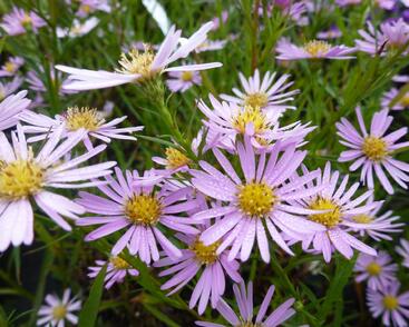 Hvězdnice vřesovcová 'Pink Star'