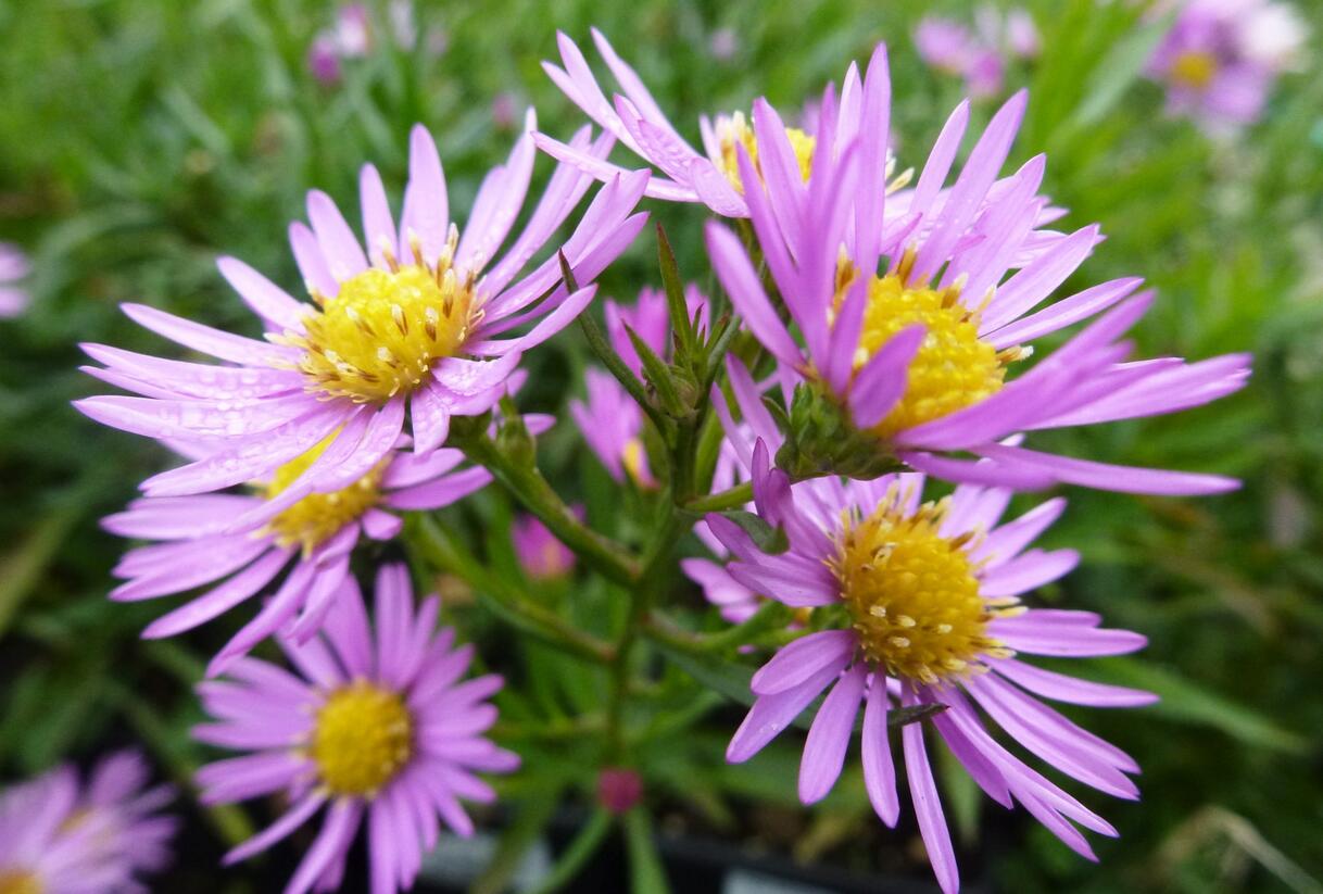 Hvězdnice vřesovcová 'Pink Star' - Aster ericoides 'Pink Star'