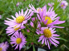 Hvězdnice vřesovcová 'Pink Star' - Aster ericoides 'Pink Star'