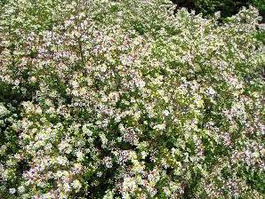 Hvězdnice vřesovcová 'Herbstmyrthe' - Aster ericoides 'Herbstmyrthe'