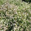 Hvězdnice vřesovcová 'Herbstmyrthe' - Aster ericoides 'Herbstmyrthe'