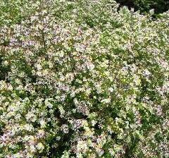 Hvězdnice vřesovcová 'Herbstmyrthe' - Aster ericoides 'Herbstmyrthe'