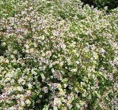 Hvězdnice vřesovcová 'Herbstmyrthe' - Aster ericoides 'Herbstmyrthe'