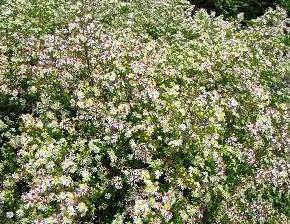 Hvězdnice vřesovcová 'Herbstmyrthe' - Aster ericoides 'Herbstmyrthe'