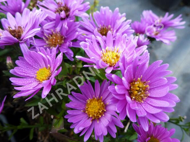 Hvězdnice keříčkovitá 'Wachsenburg' - Aster dumosus 'Wachsenburg'