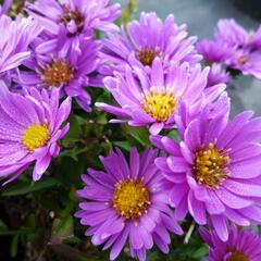 Hvězdnice keříčkovitá 'Wachsenburg' - Aster dumosus 'Wachsenburg'