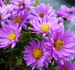 Hvězdnice keříčkovitá 'Wachsenburg' - Aster dumosus 'Wachsenburg'