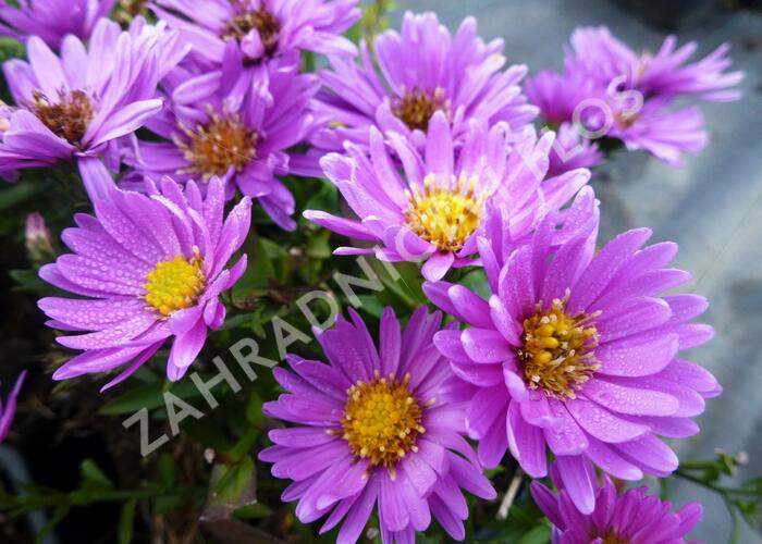 Hvězdnice keříčkovitá 'Wachsenburg' - Aster dumosus 'Wachsenburg'