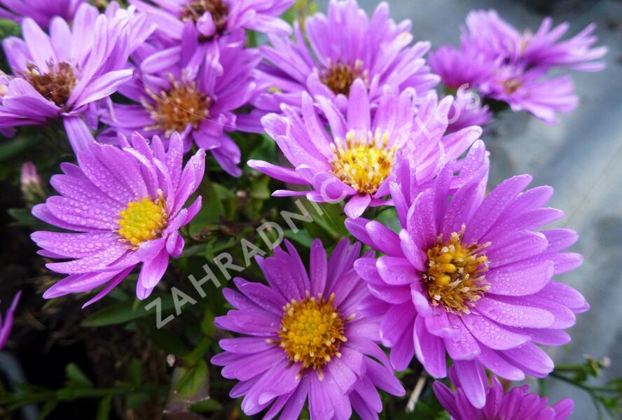 Hvězdnice keříčkovitá 'Wachsenburg' - Aster dumosus 'Wachsenburg'