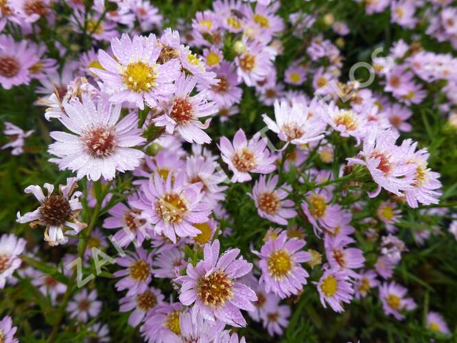 Hvězdnice vřesovcová 'Esther' - Aster ericoides 'Esther'