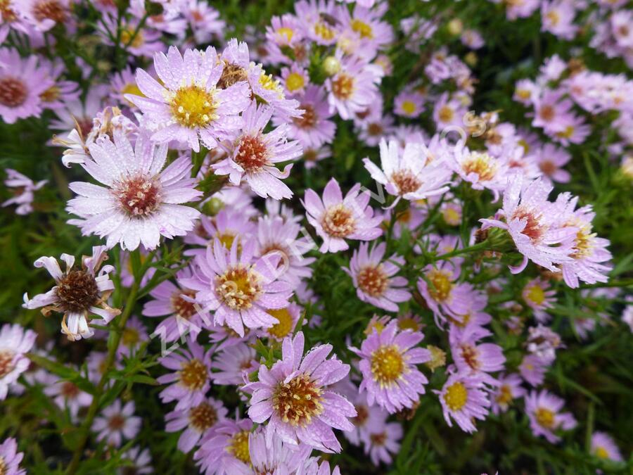 Hvězdnice vřesovcová 'Esther' - Aster ericoides 'Esther'