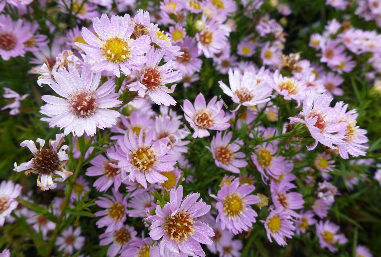 Hvězdnice vřesovcová 'Esther' - Aster ericoides 'Esther'