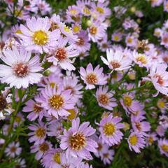 Hvězdnice vřesovcová 'Esther' - Aster ericoides 'Esther'