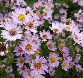 Hvězdnice vřesovcová 'Esther' - Aster ericoides 'Esther'