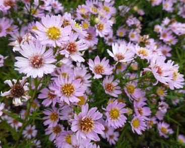 Hvězdnice vřesovcová 'Esther'