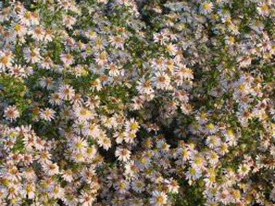 Hvězdnice vřesovcová 'Erlkönig' - Aster ericoides 'Erlkönig'