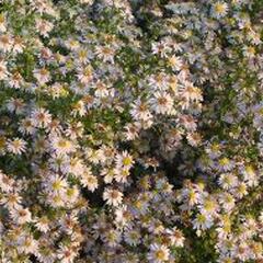 Hvězdnice vřesovcová 'Erlkönig' - Aster ericoides 'Erlkönig'