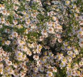 Hvězdnice vřesovcová 'Erlkönig' - Aster ericoides 'Erlkönig'