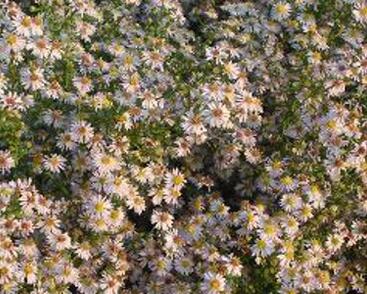 Hvězdnice vřesovcová 'Erlkönig'