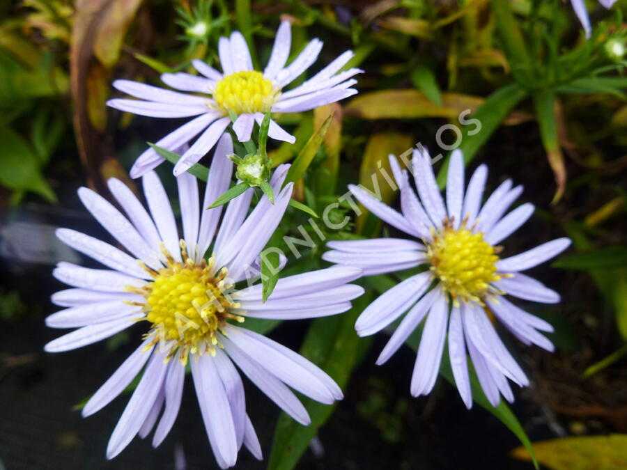 Hvězdnice keříčkovitá 'Zwergenhimmel' - Aster dumosus 'Zwergenhimmel'