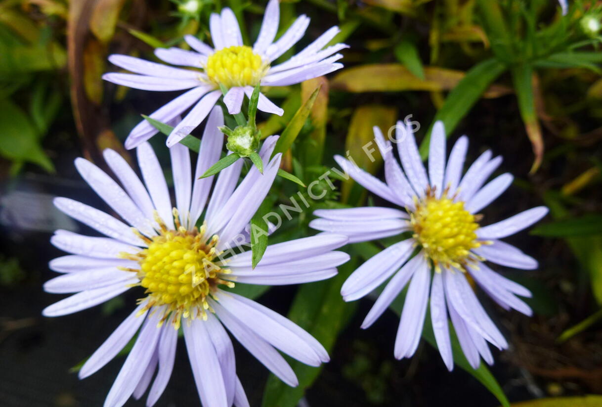 Hvězdnice keříčkovitá 'Zwergenhimmel' - Aster dumosus 'Zwergenhimmel'