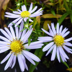 Hvězdnice keříčkovitá 'Zwergenhimmel' - Aster dumosus 'Zwergenhimmel'