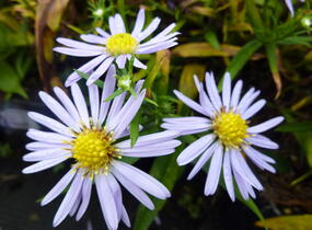 Hvězdnice keříčkovitá 'Zwergenhimmel' - Aster dumosus 'Zwergenhimmel'