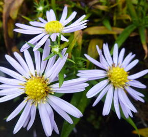 Hvězdnice keříčkovitá 'Zwergenhimmel' - Aster dumosus 'Zwergenhimmel'