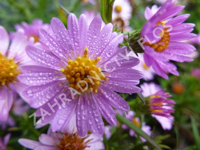Hvězdnice keříčkovitá 'Tina' - Aster dumosus 'Tina'