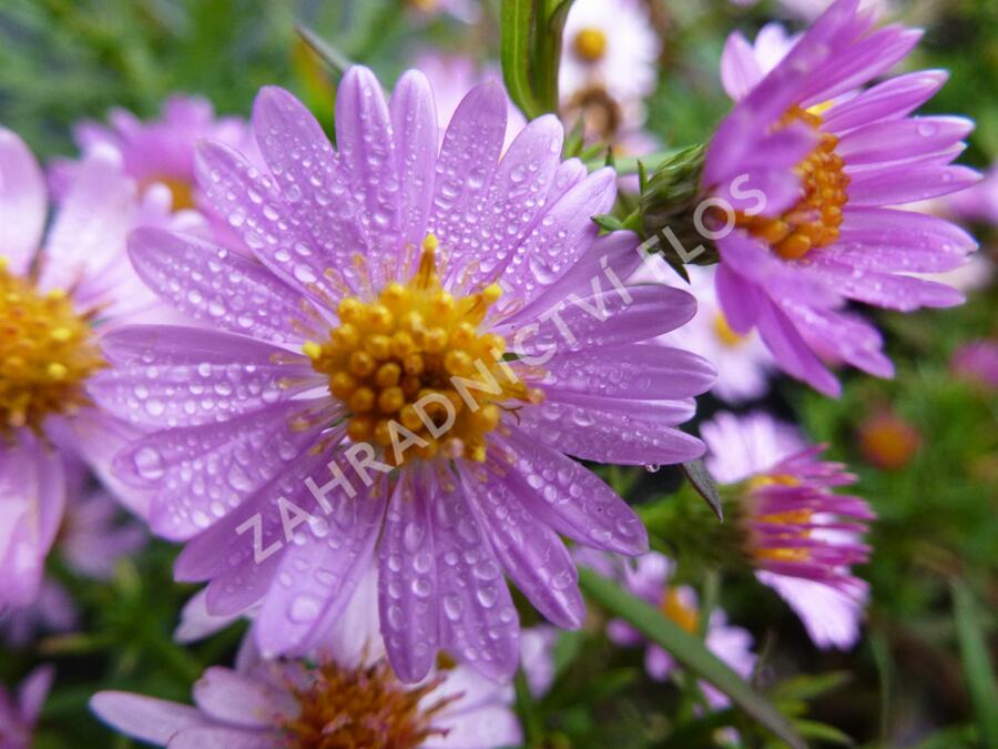 Hvězdnice keříčkovitá 'Tina' - Aster dumosus 'Tina'