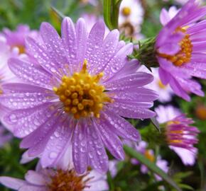 Hvězdnice keříčkovitá 'Tina' - Aster dumosus 'Tina'