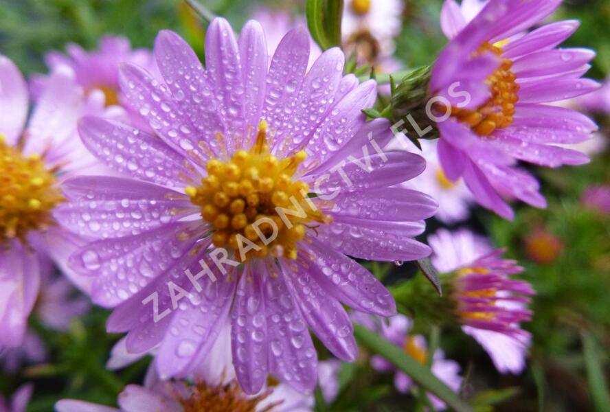 Hvězdnice keříčkovitá 'Tina' - Aster dumosus 'Tina'